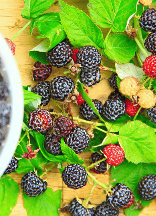 Black Raspberry – 30 Seeds
