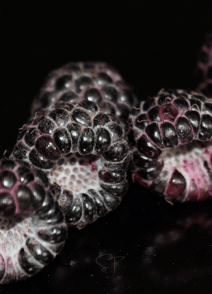 Black Raspberry – 30 Seeds