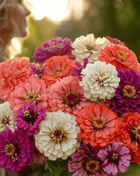 Blackberry Tart Zinnia – 100 Seeds