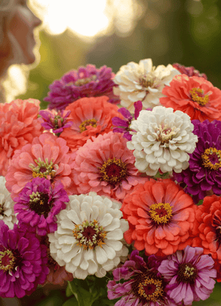 Blackberry Tart Zinnia – 100 Seeds