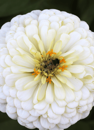 Blackberry Tart Zinnia – 100 Seeds