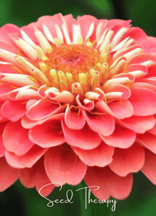 Blackberry Tart Zinnia – 100 Seeds