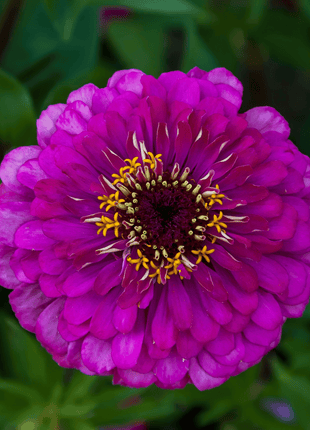Blackberry Tart Zinnia – 100 Seeds