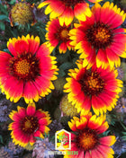 Blanket Flower – 200 Seeds