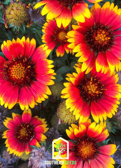 Blanket Flower – 200 Seeds