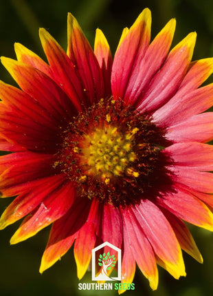Blanket Flower – 200 Seeds