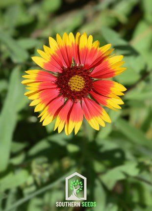 Blanket Flower – 200 Seeds