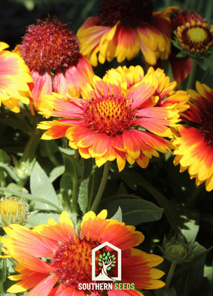 Blanket Flower – 200 Seeds