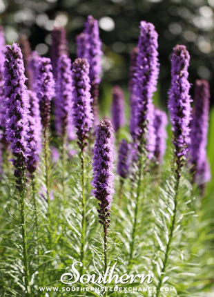 Marsh Blazing Star – 50 Seeds