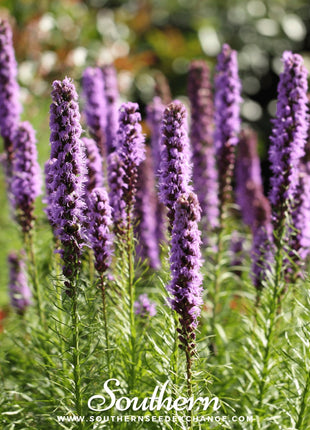Marsh Blazing Star – 50 Seeds