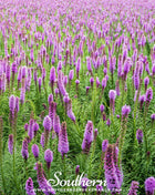 Marsh Blazing Star – 50 Seeds