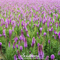 Collection image for: Blazing Star