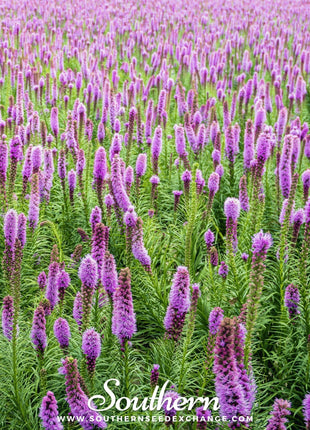 Marsh Blazing Star – 50 Seeds