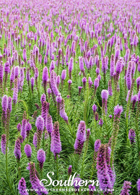 Marsh Blazing Star – 50 Seeds