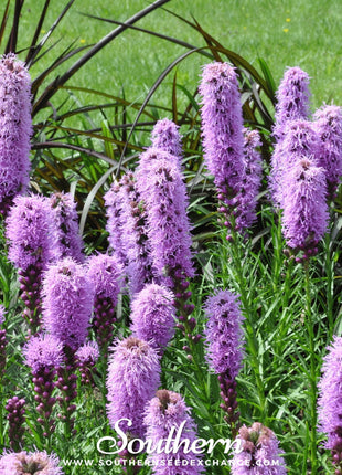 Marsh Blazing Star – 50 Seeds