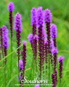 Prairie Blazing Star – 50 Seeds