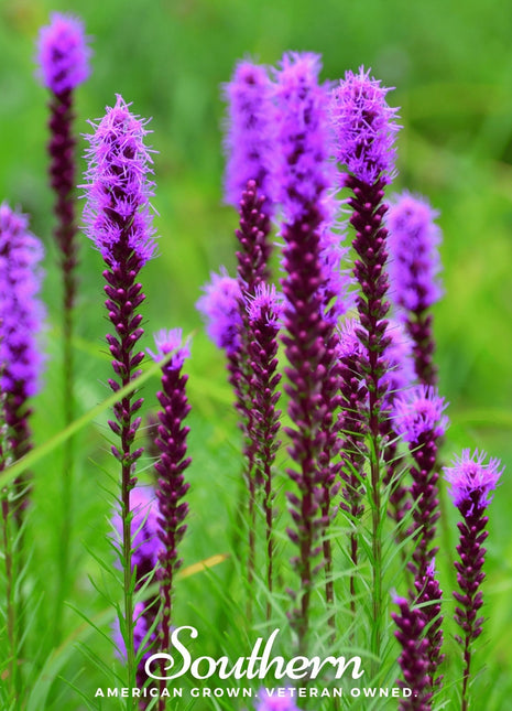 Prairie Blazing Star – 50 Seeds