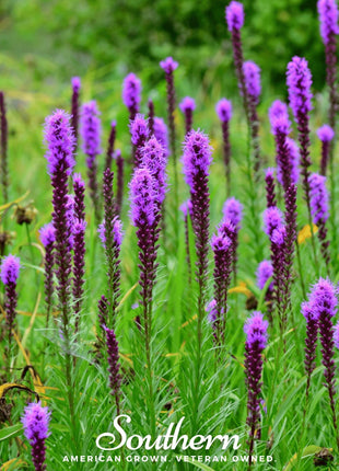 Prairie Blazing Star – 50 Seeds
