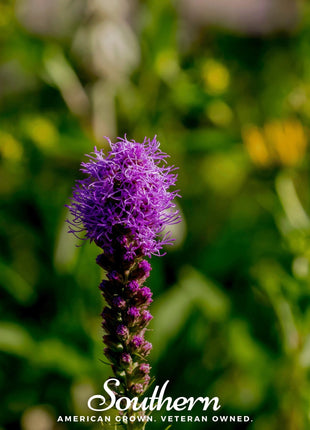 Prairie Blazing Star – 50 Seeds