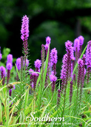 Prairie Blazing Star – 50 Seeds