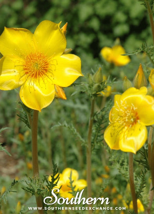 Yellow Blazing Star – 50 Seeds