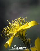 Yellow Blazing Star – 50 Seeds