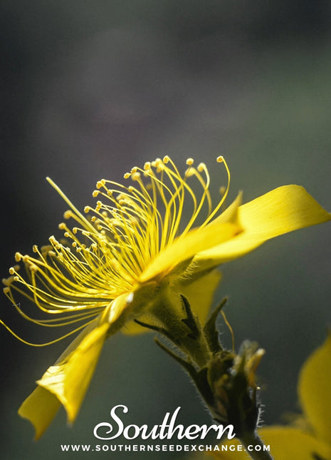 Yellow Blazing Star – 50 Seeds