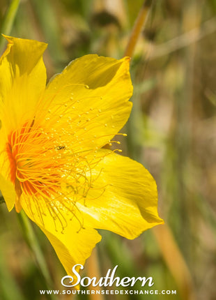 Yellow Blazing Star – 50 Seeds
