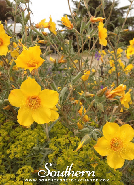 Yellow Blazing Star – 50 Seeds