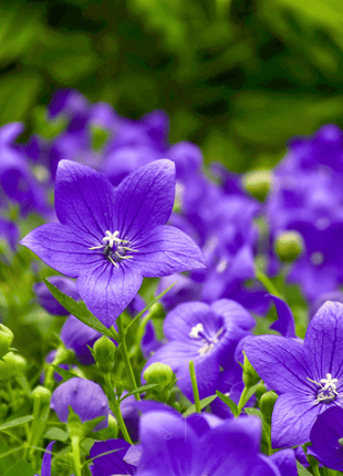 Blue Balloon Flower – 50 Seeds