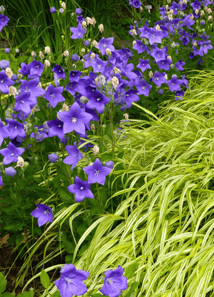 Blue Balloon Flower – 50 Seeds