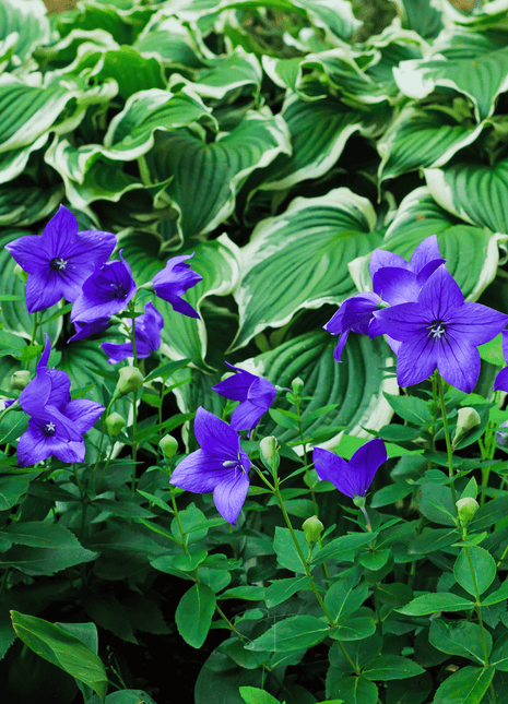 Blue Balloon Flower – 50 Seeds