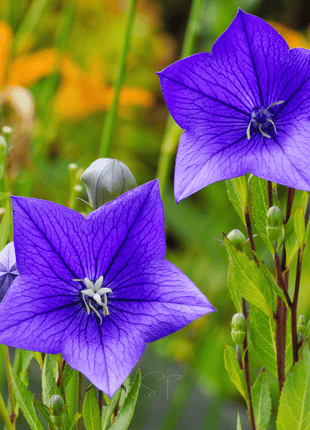 Blue Balloon Flower – 50 Seeds