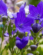 Blue Balloon Flower – 50 Seeds