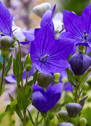 Blue Balloon Flower – 50 Seeds