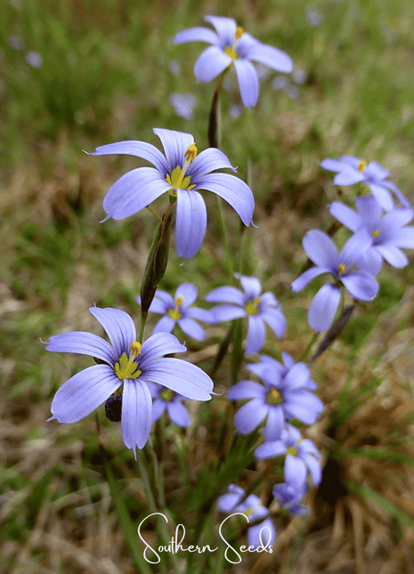 Blue Eyed Stout Grass – 50 Seeds