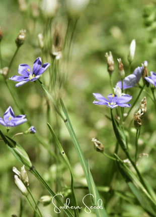 Blue Eyed Stout Grass – 50 Seeds