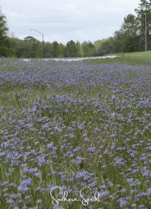 Blue Eyed Stout Grass – 50 Seeds