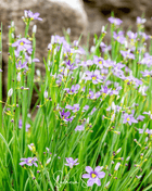 Blue Eyed Stout Grass – 50 Seeds