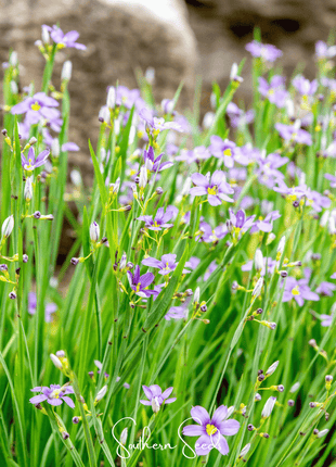 Blue Eyed Stout Grass – 50 Seeds
