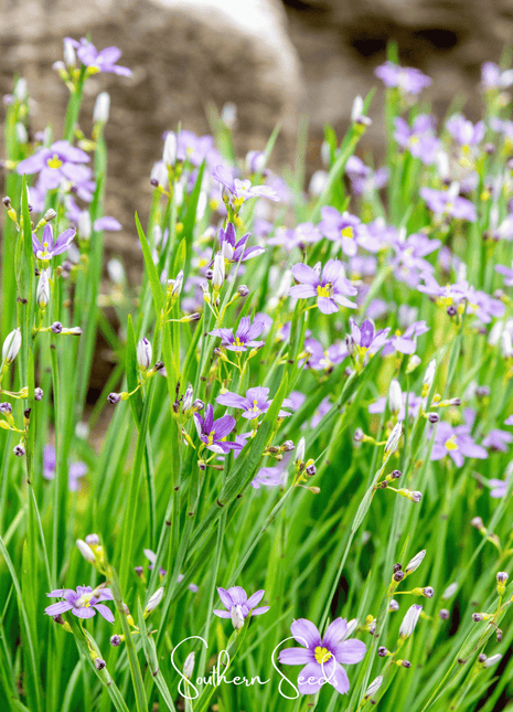 Blue Eyed Stout Grass – 50 Seeds