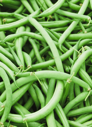 Blue Lake Bean (Pole) – 50 Seeds