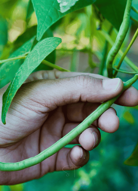 Blue Lake Bean (Pole) – 50 Seeds