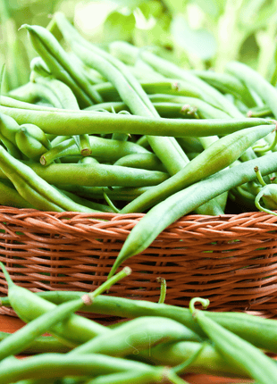 Blue Lake Bean (Pole) – 50 Seeds