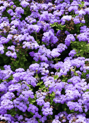 Blue Mink Dwarf Ageratum – 100 Seeds