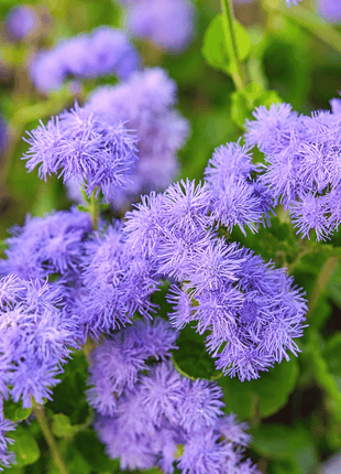 Blue Mink Dwarf Ageratum – 100 Seeds