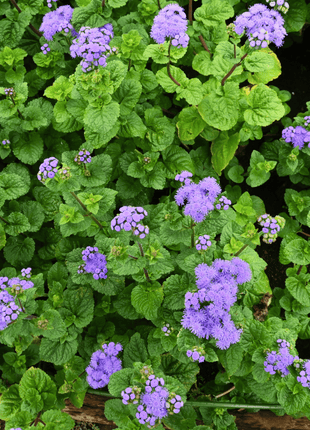 Blue Mink Dwarf Ageratum – 100 Seeds