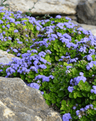 Blue Mink Dwarf Ageratum – 100 Seeds