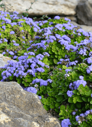 Blue Mink Dwarf Ageratum – 100 Seeds