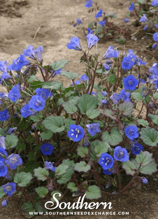 California Bluebell – 500 Seeds